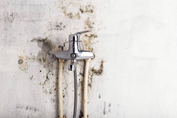 Professional Mold Removal in Prospect Heights, IL