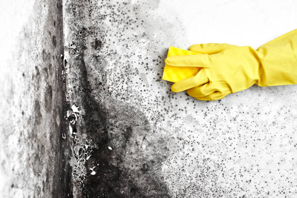 Best Commercial Mold Removal  in Prospect Heights, IL