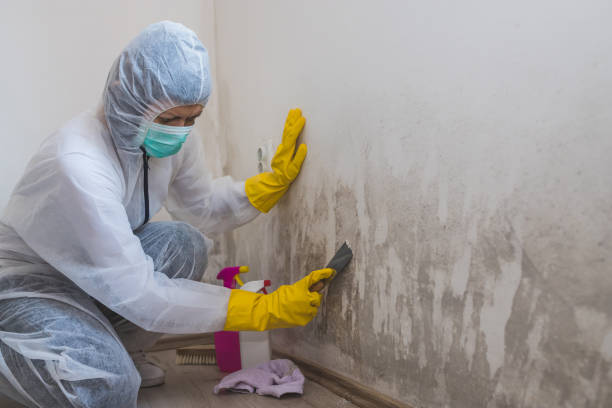 Best Attic Mold Removal  in Prospect Heights, IL
