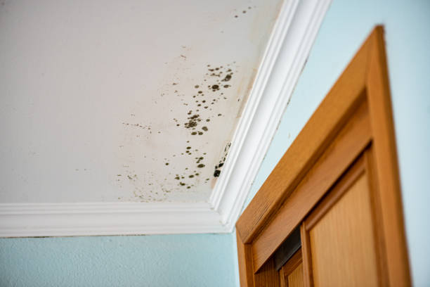 Best Professional Mold Removal  in Prospect Heights, IL