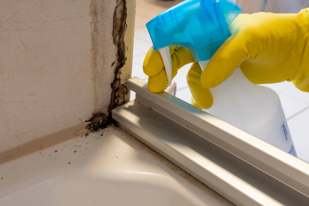 Best Mold Damage Repair  in Prospect Heights, IL