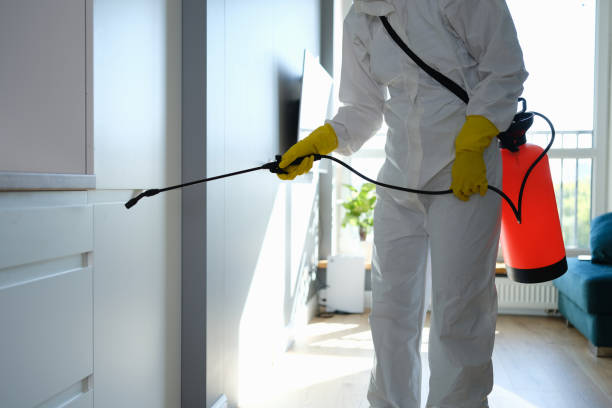 Best Emergency Mold Removal  in Prospect Heights, IL