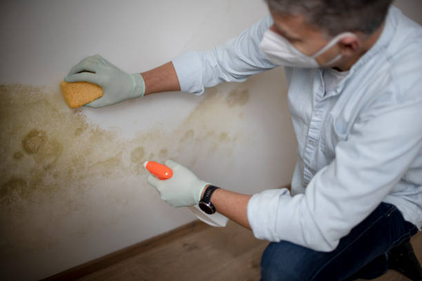 Mold Testing and Removal in Prospect Heights, IL