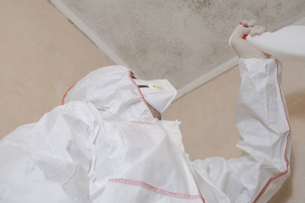 Best Mold Damage Repair  in Prospect Heights, IL