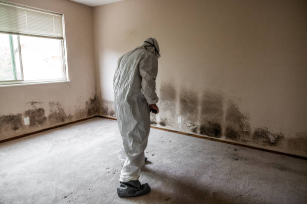 Attic Mold Removal in Prospect Heights, IL