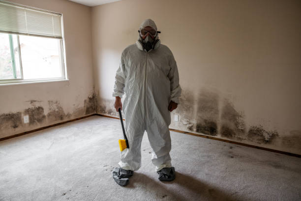 Best Local Mold Removal Service  in Prospect Heights, IL