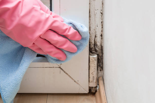 Mold Removal and Inspection in Prospect Heights, IL